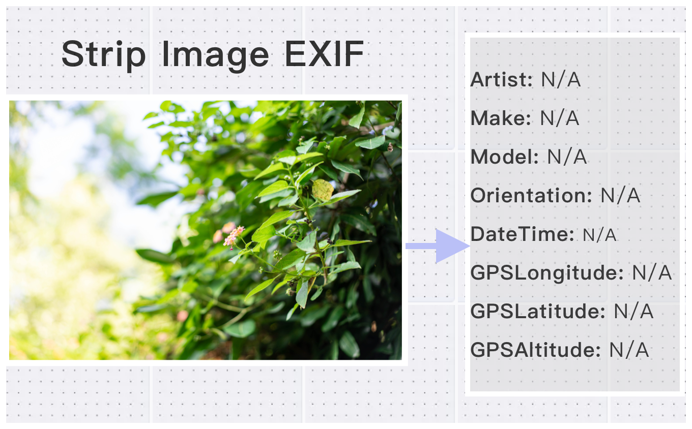 Image with EXIF data removed